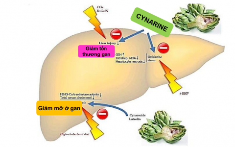 CƠ CHẾ CỦA GARPIL - GIẢI PHÁP VÀNG TỐI ƯU HIỆU QUẢ CHĂN NUÔI GÀ THỊT